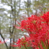 紅潤う