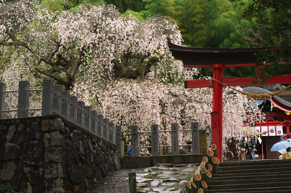 小川諏訪神社のしだれ