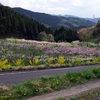 江竜田の春