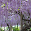 藤天井