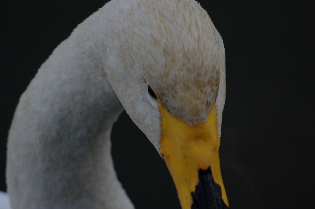 この顔に免じて