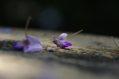 藤の花ひとつ