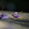 藤の花ひとつ