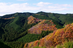 小鳥たちのパッチワーク