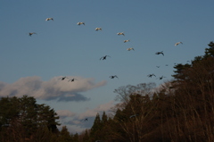 白鳥のご帰還です