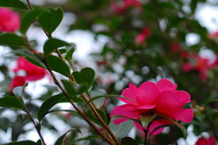 ず～っと椿と思っていました