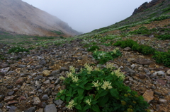 山岳花畑