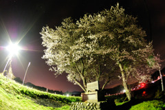名も無い桜の光