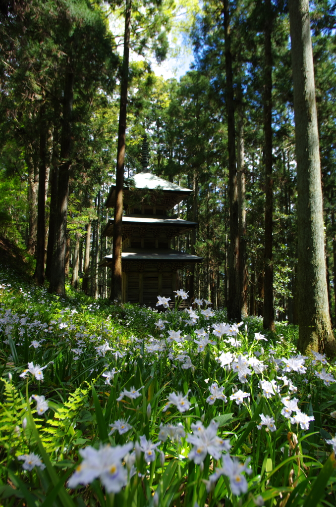 風騒ぐ森