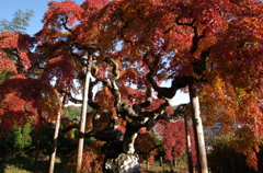 しだれ紅葉