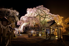 楽扇桜