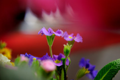 鮮やかにカラフルに