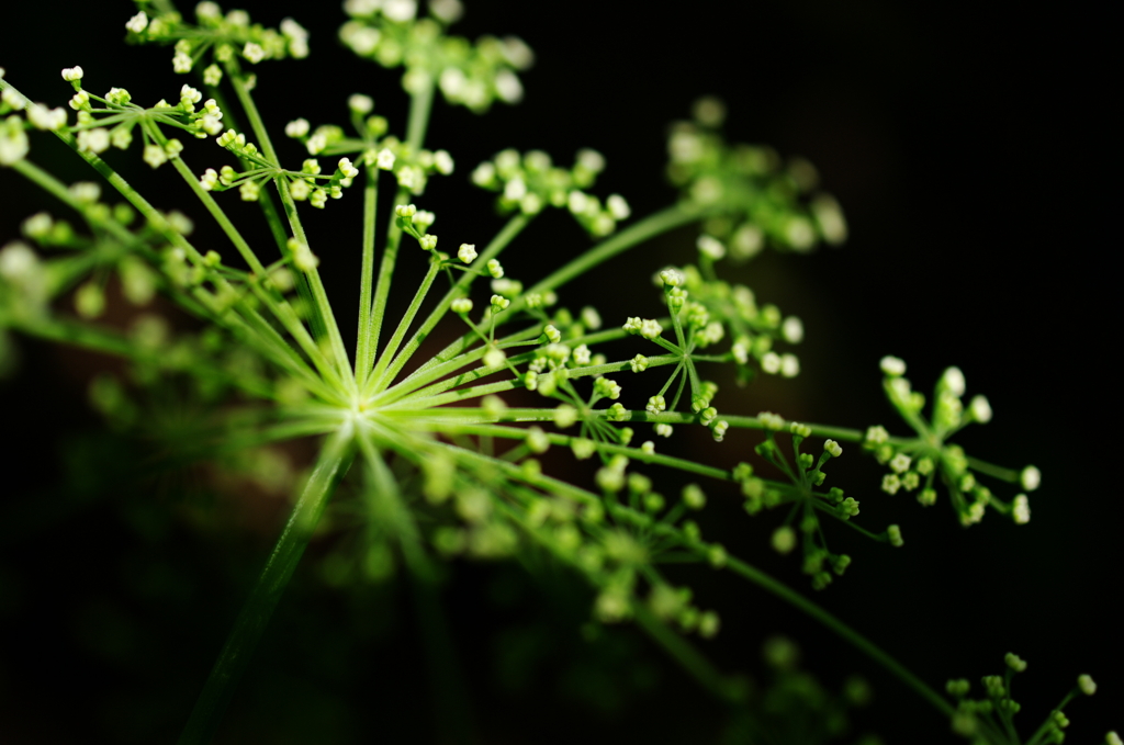 野山の花火