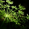 野山の花火