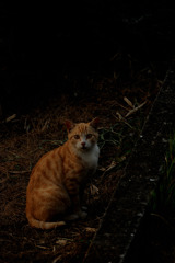 見ているnya