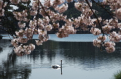 白鳥、春を楽しむ