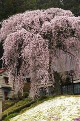 舟田のしだれ桜