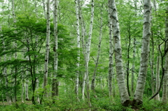 白樺の森