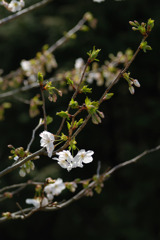 西山の桜