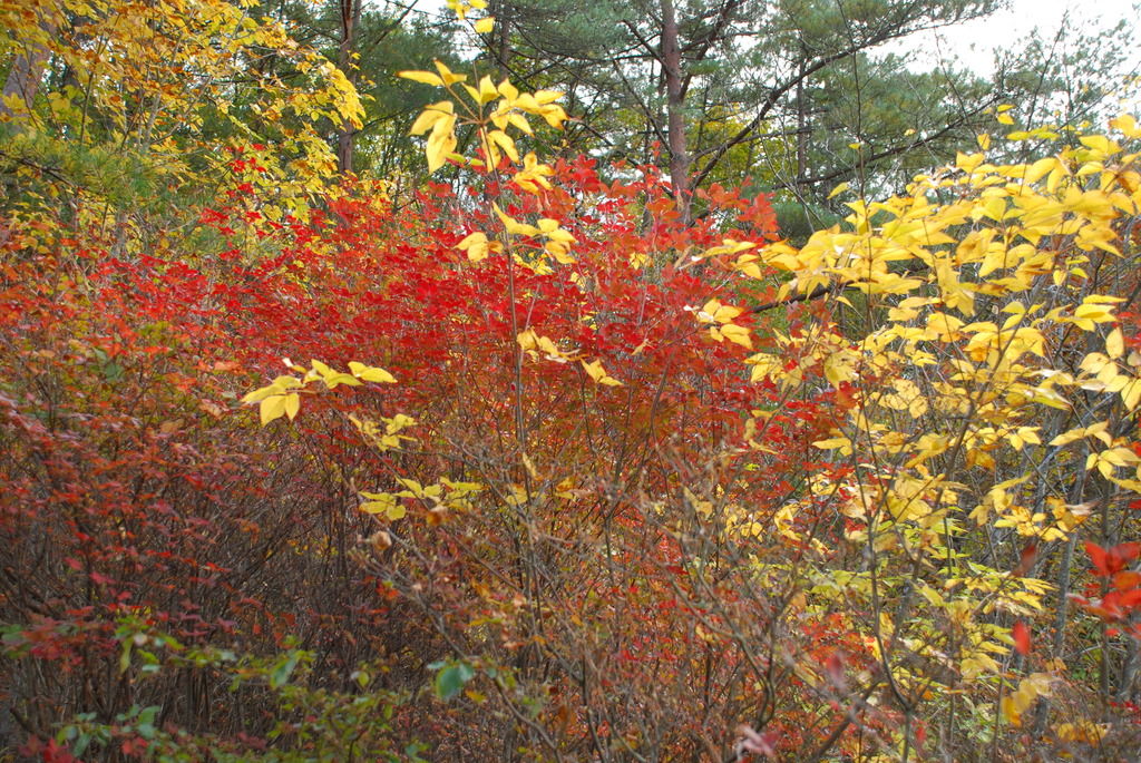 競演　赤　ｖｓ　黄　　審判　緑