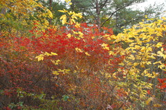 競演　赤　ｖｓ　黄　　審判　緑