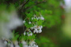 鈴の音が・・・