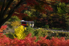 秋カラーで秋を行く