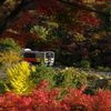秋カラーで秋を行く