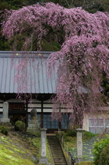 春の松雲寺