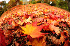 歩くのがもったいない