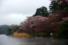 雨・桜