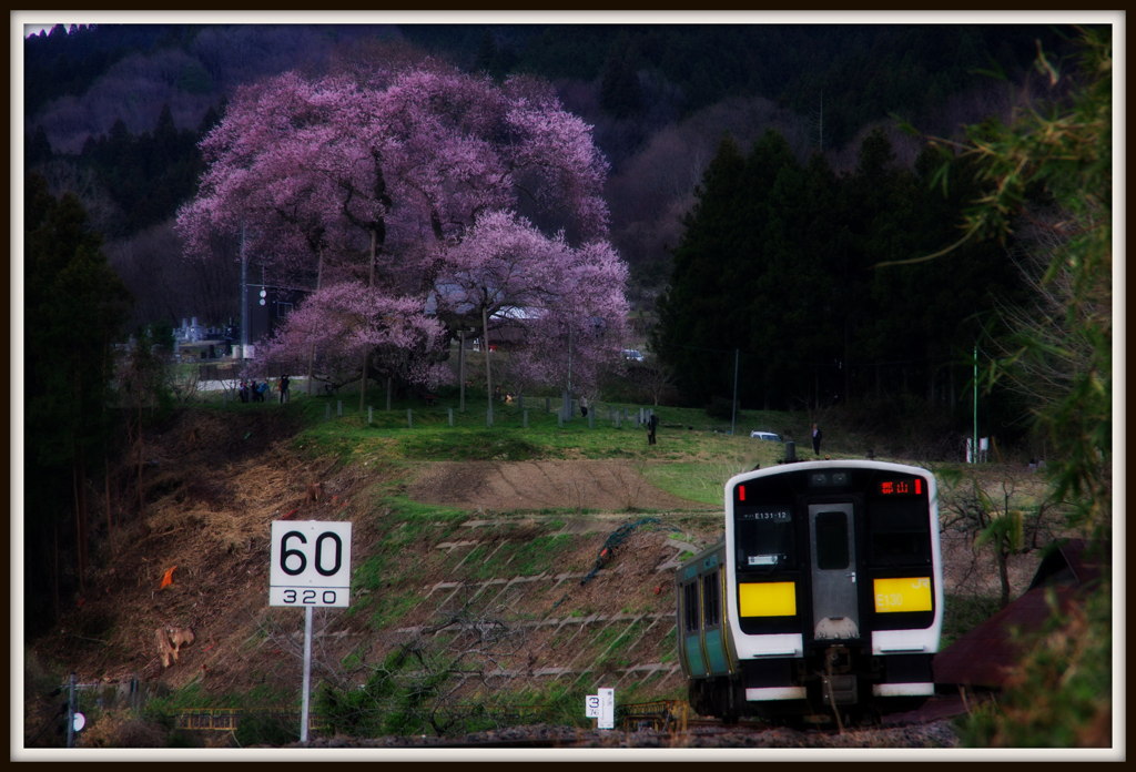 この桜からシーズンスタート