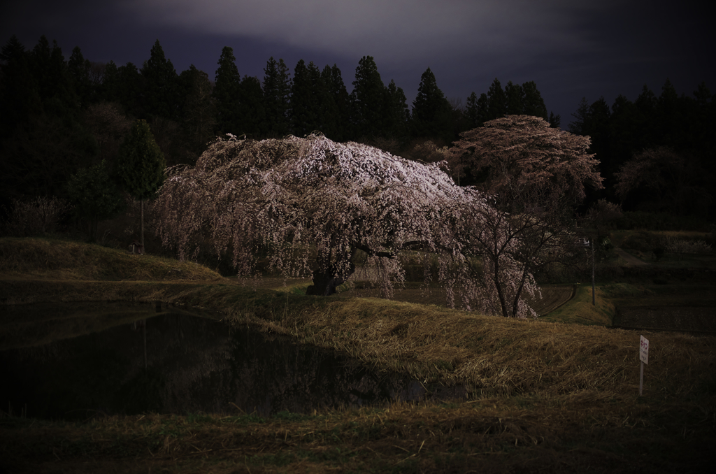 夜桜その二