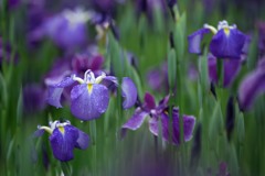 雨・菖蒲舞う