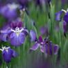 雨・菖蒲舞う