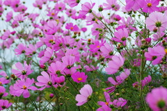 舞い上がるように