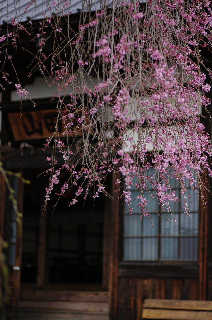 松雲寺のしだれ