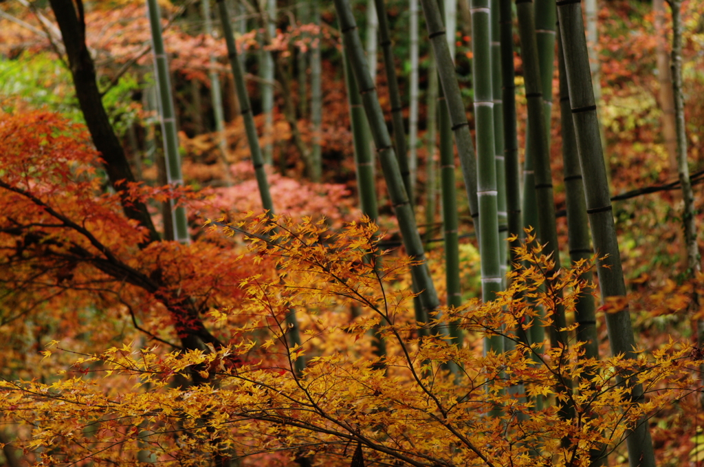 竹と紅葉