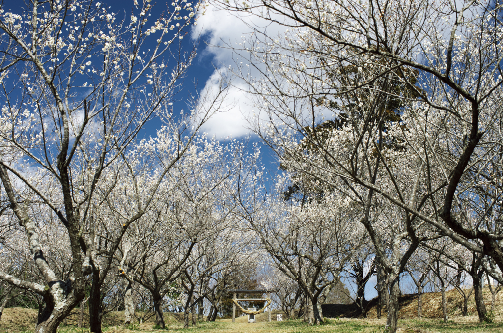 山の上の梅林