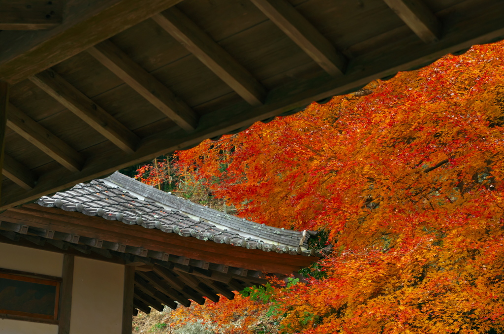 屋根萌