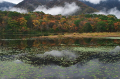 沼の奥で雲があ生まれる