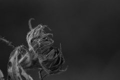 姿が変われども見つめ続ける