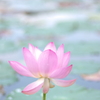 涼やかに