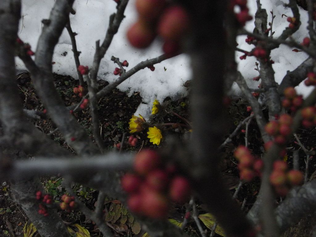 雪と蕾と福寿草