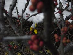 雪と蕾と福寿草
