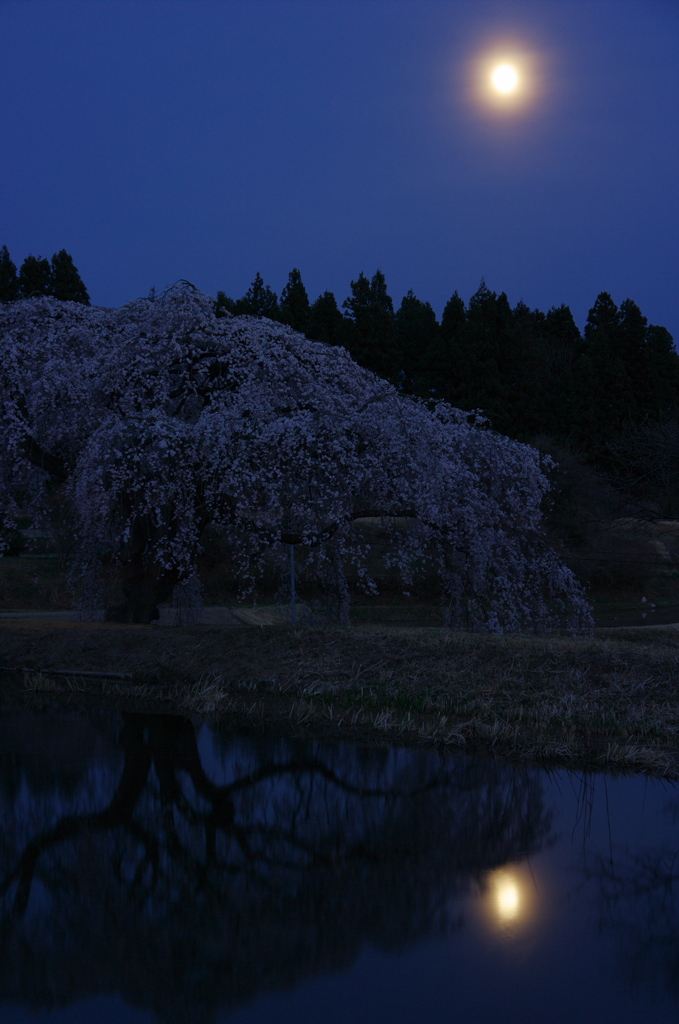 月光桜