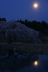 月光桜