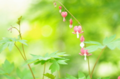 かわいい調べ