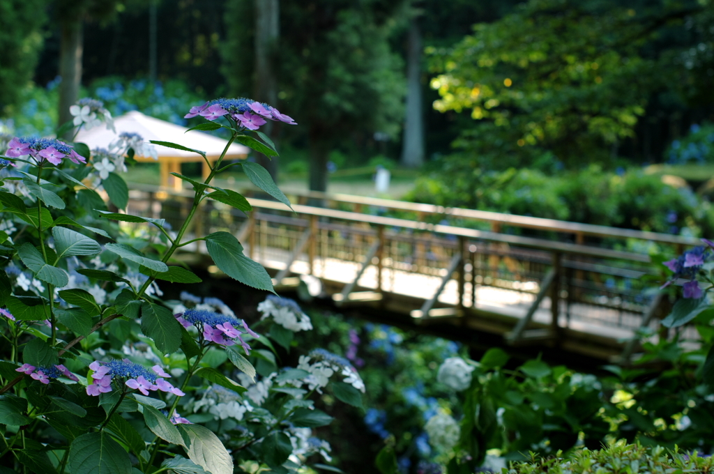 紫陽花橋