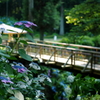 紫陽花橋